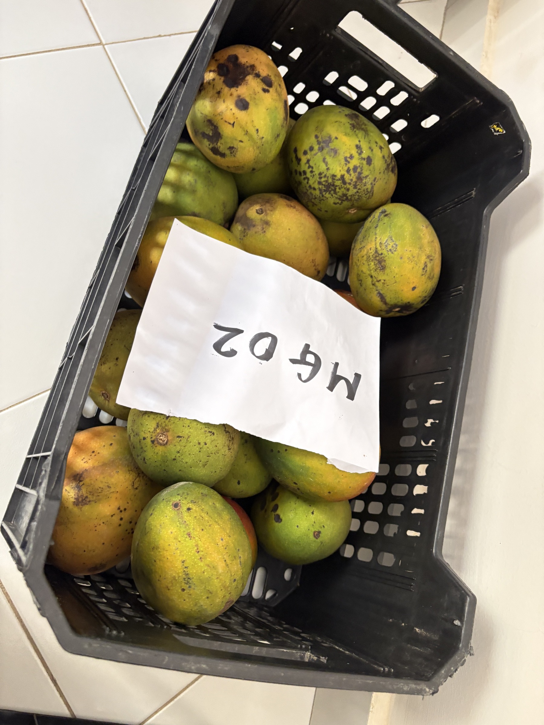 ロット番号を付けたマンゴーの箱